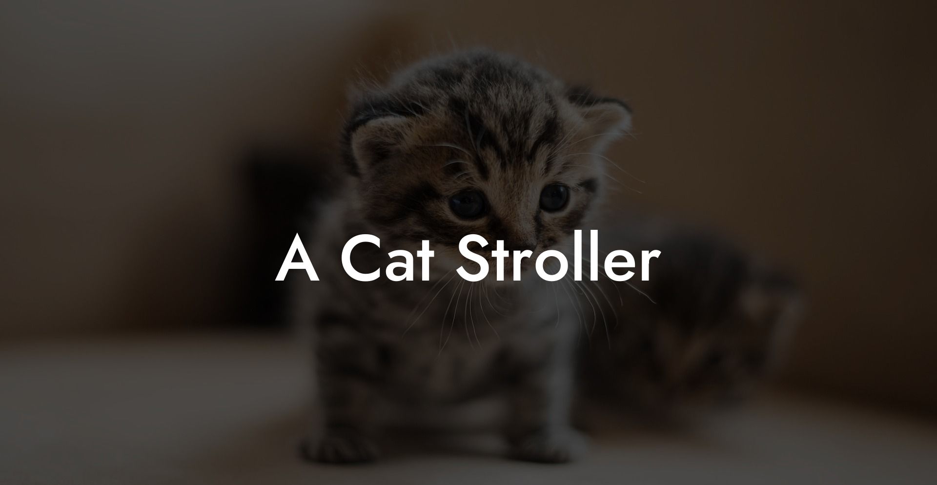 A Cat Stroller