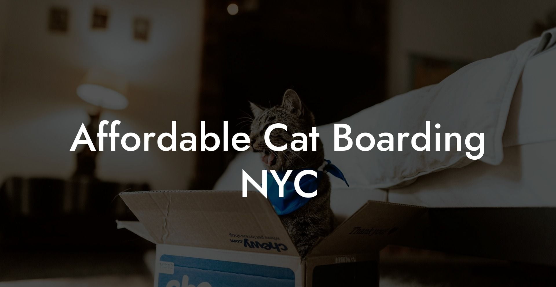 Affordable Cat Boarding NYC