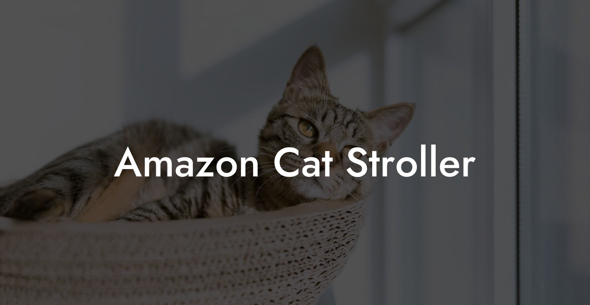 Amazon Cat Stroller