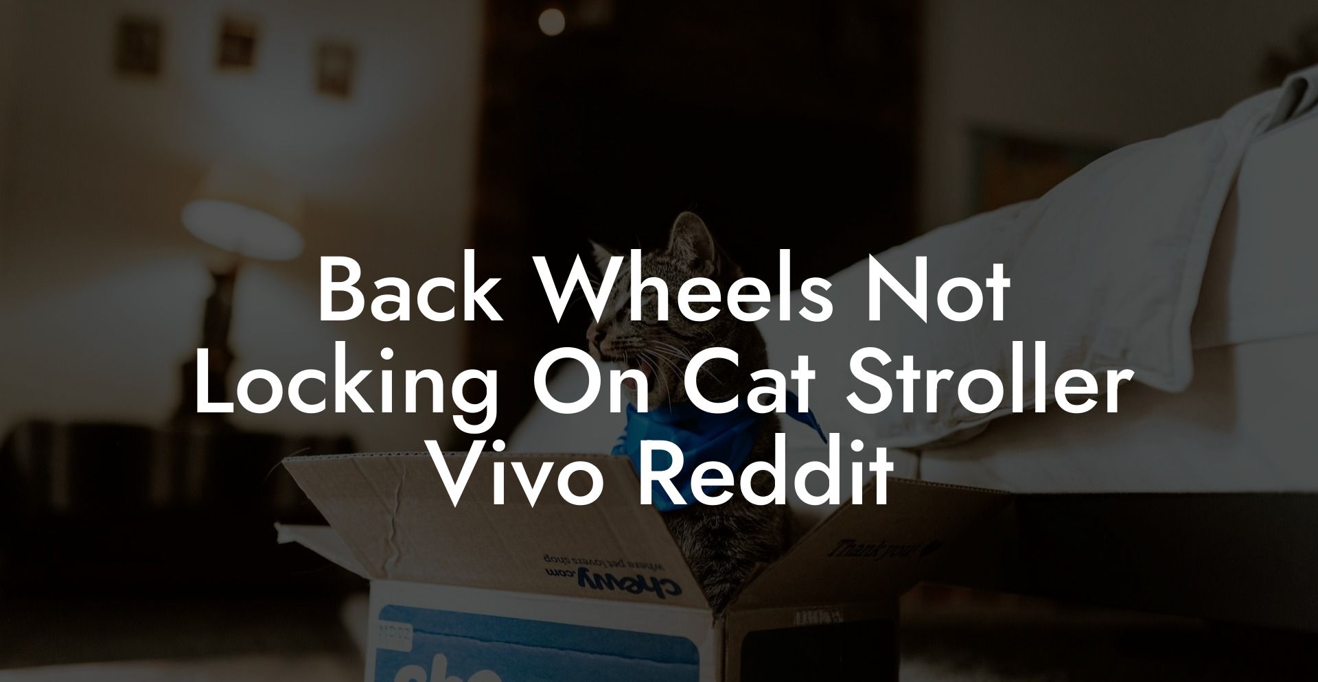 Back Wheels Not Locking On Cat Stroller Vivo Reddit