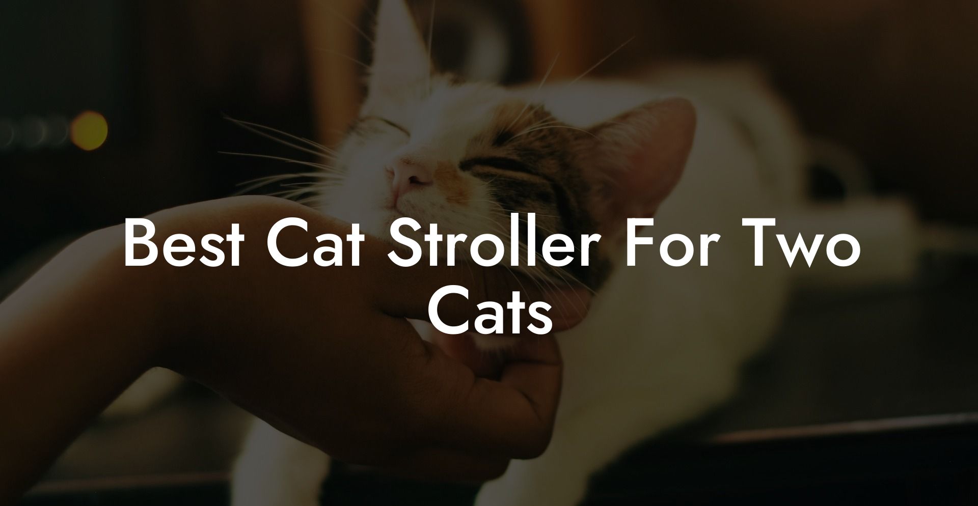 Best Cat Stroller For Two Cats