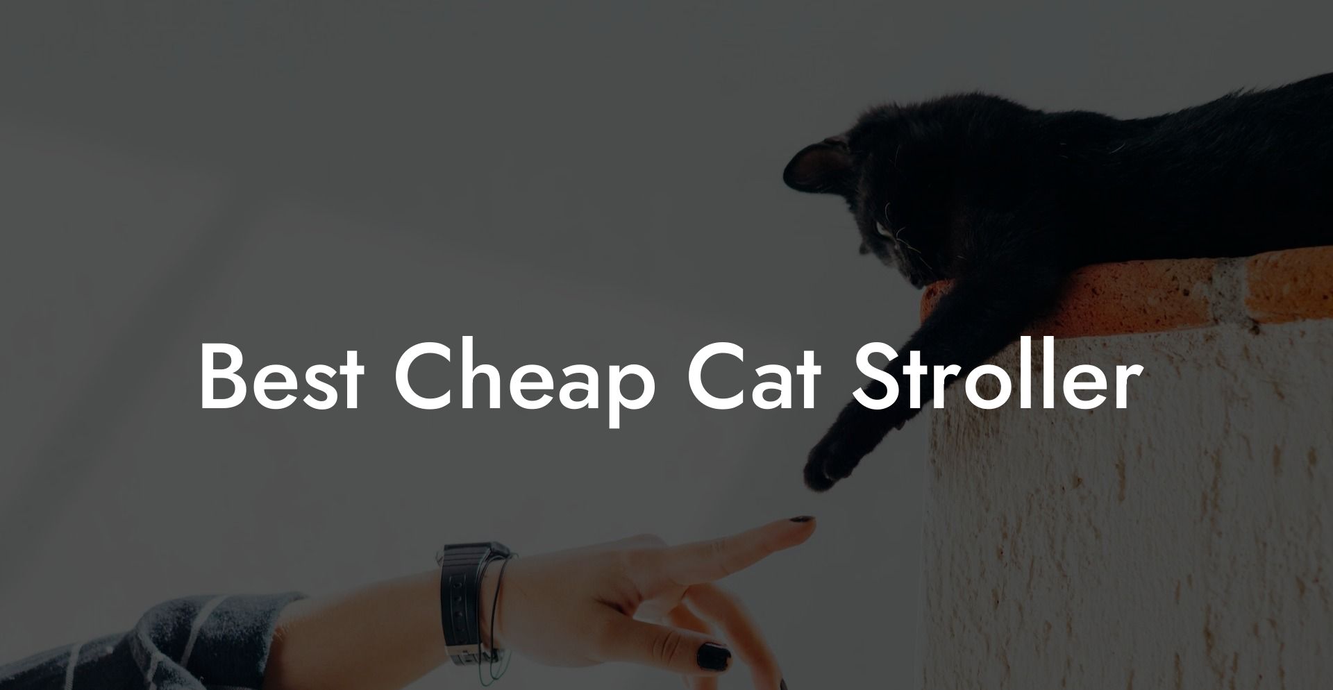 Best Cheap Cat Stroller