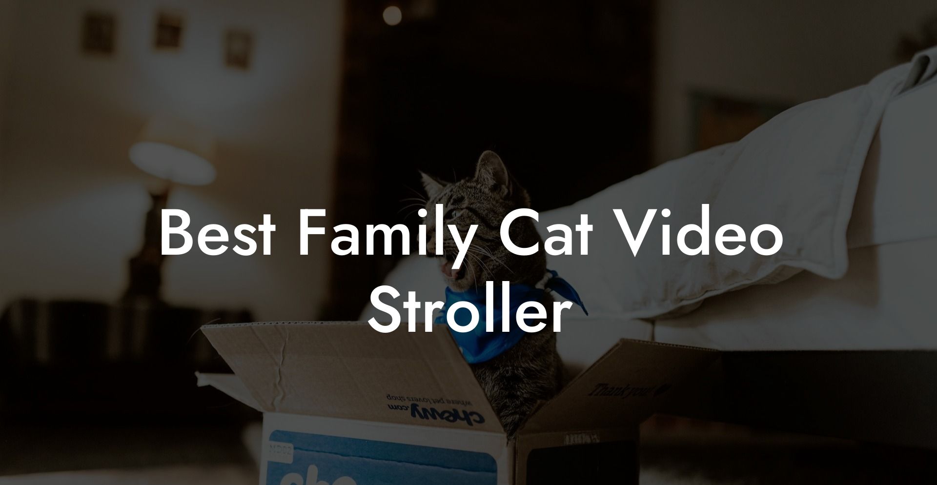 Best Family Cat Video Stroller
