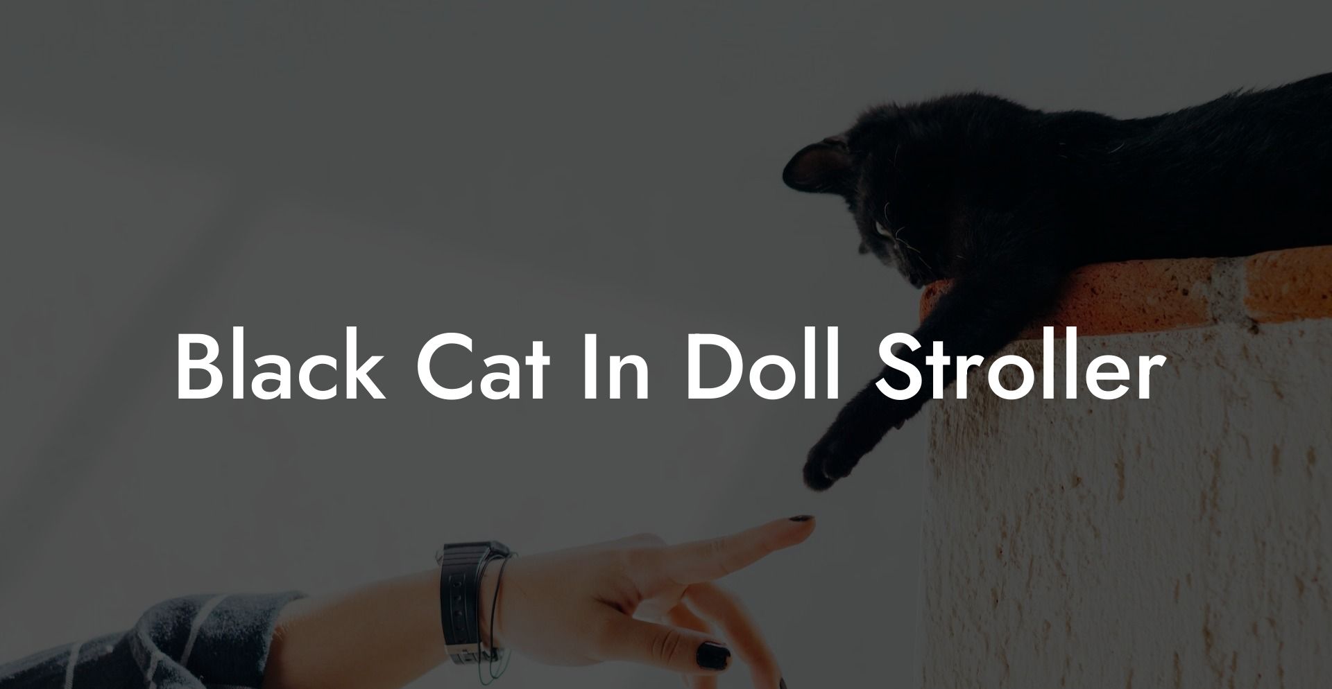 Black Cat In Doll Stroller