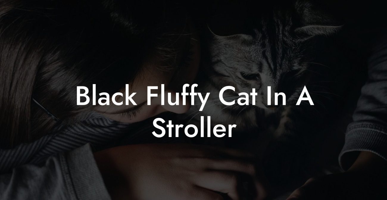 Black Fluffy Cat In A Stroller