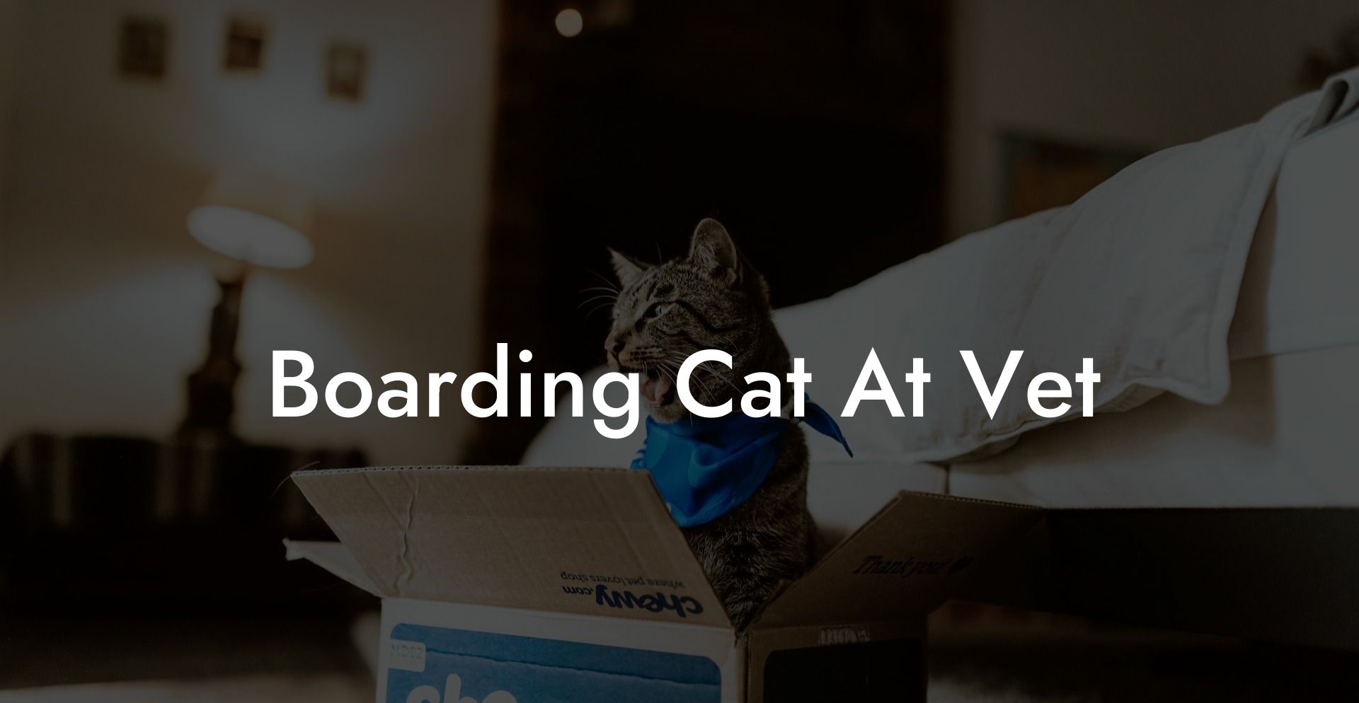 Boarding Cat At Vet