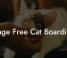 Cage Free Cat Boarding