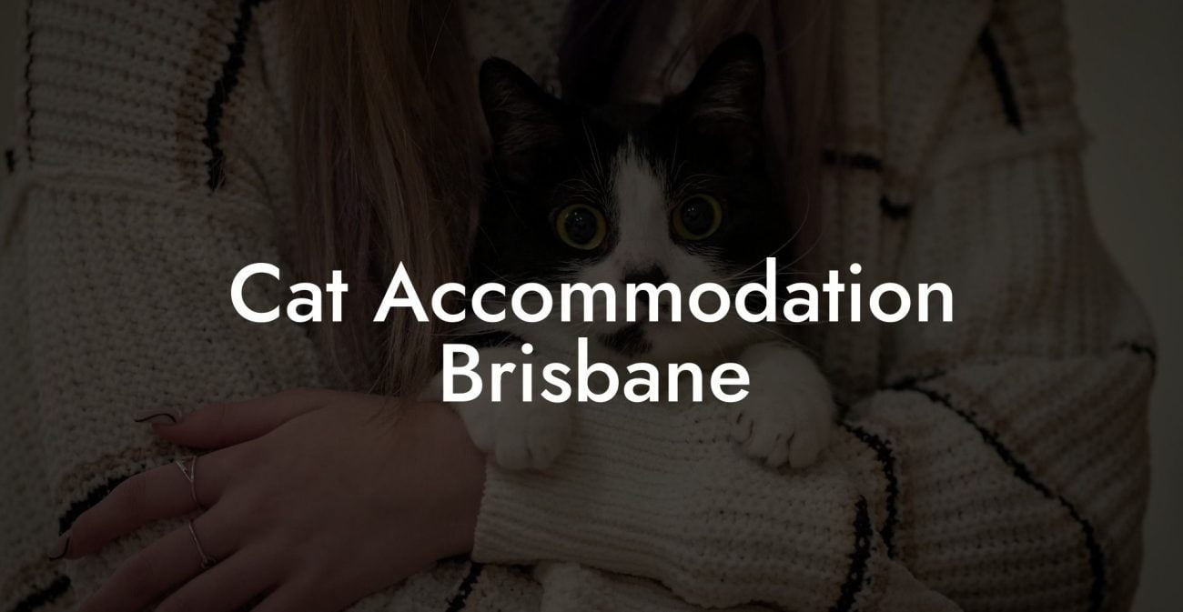 Cat Accommodation Brisbane
