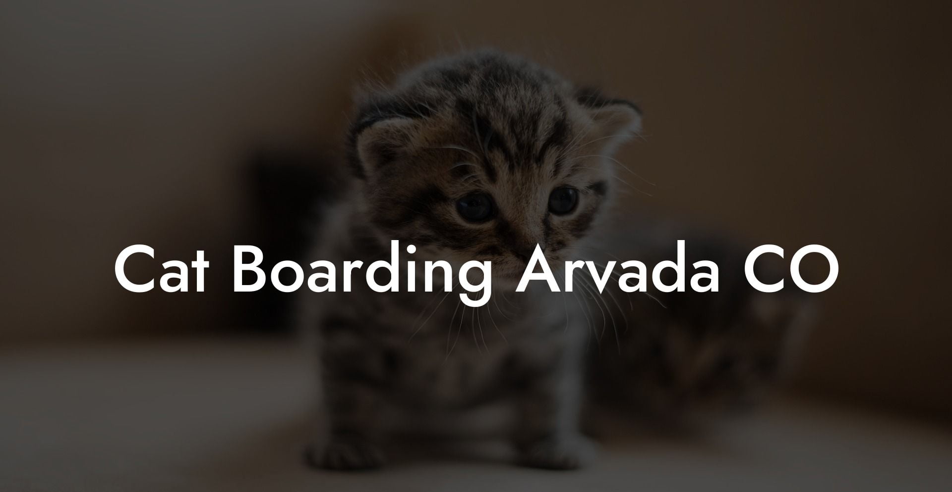 Cat Boarding Arvada CO