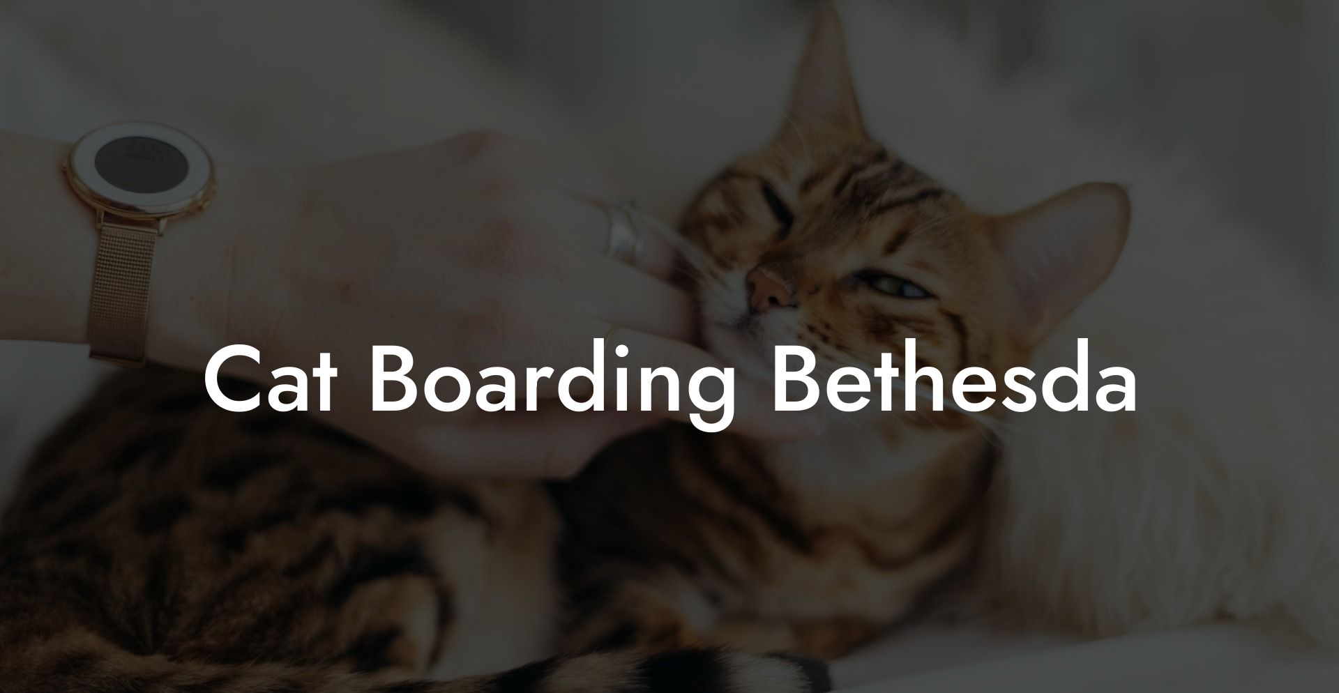 Cat Boarding Bethesda
