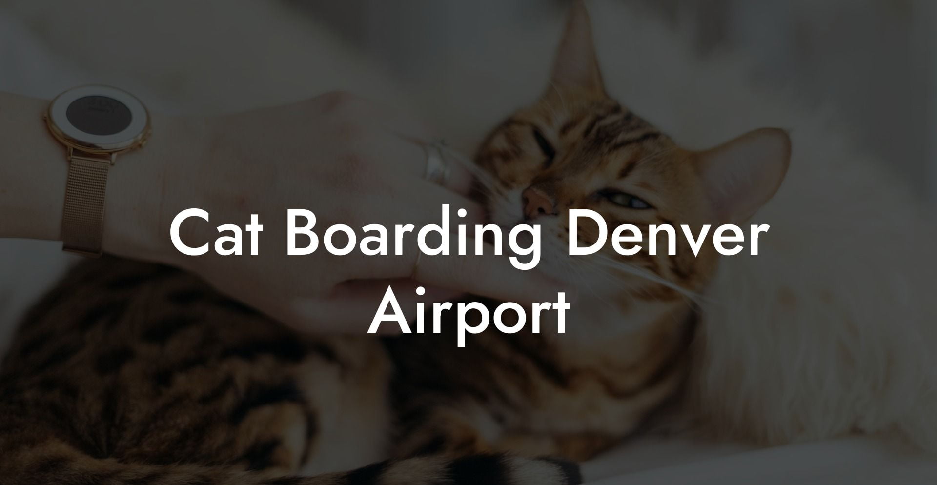 Cat Boarding Denver Airport My Cat Hotels 