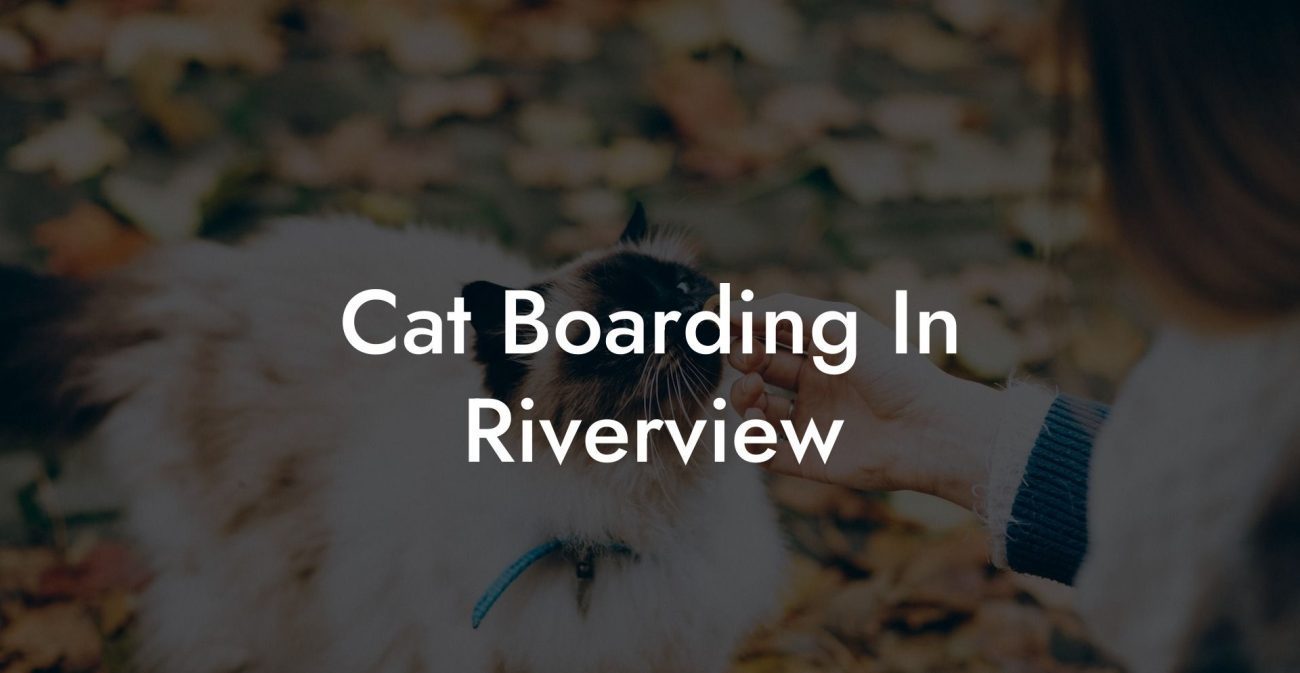 Cat Boarding In Riverview