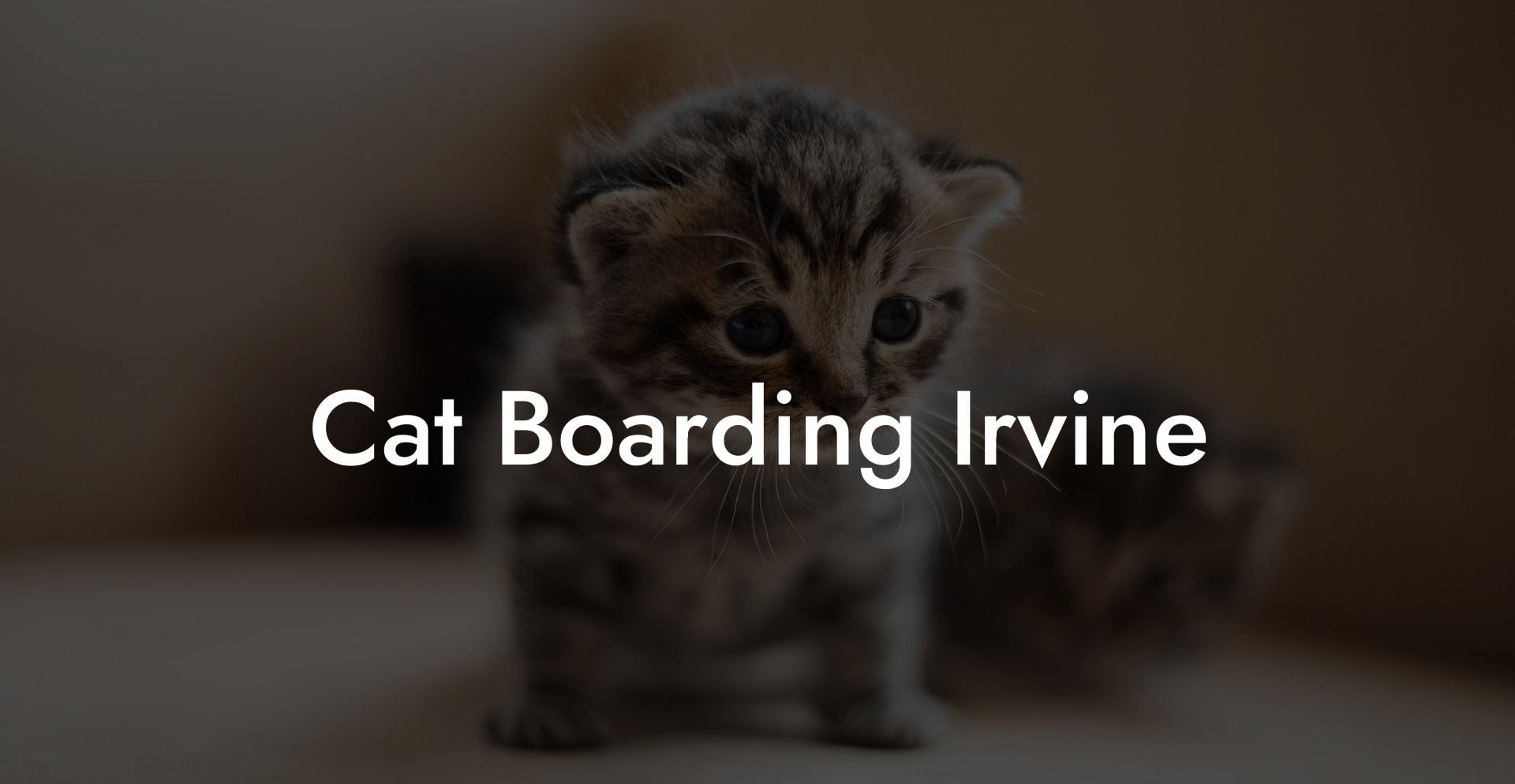 Cat Boarding Irvine