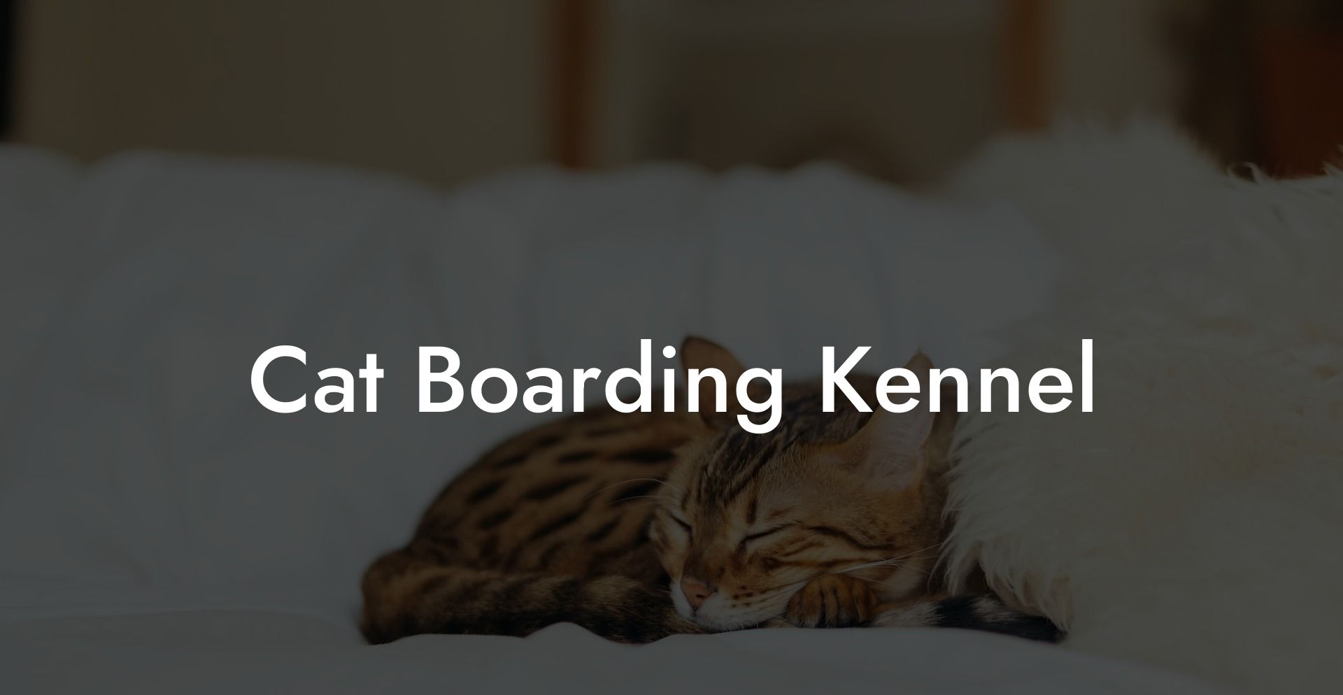 Cat Boarding Kennel