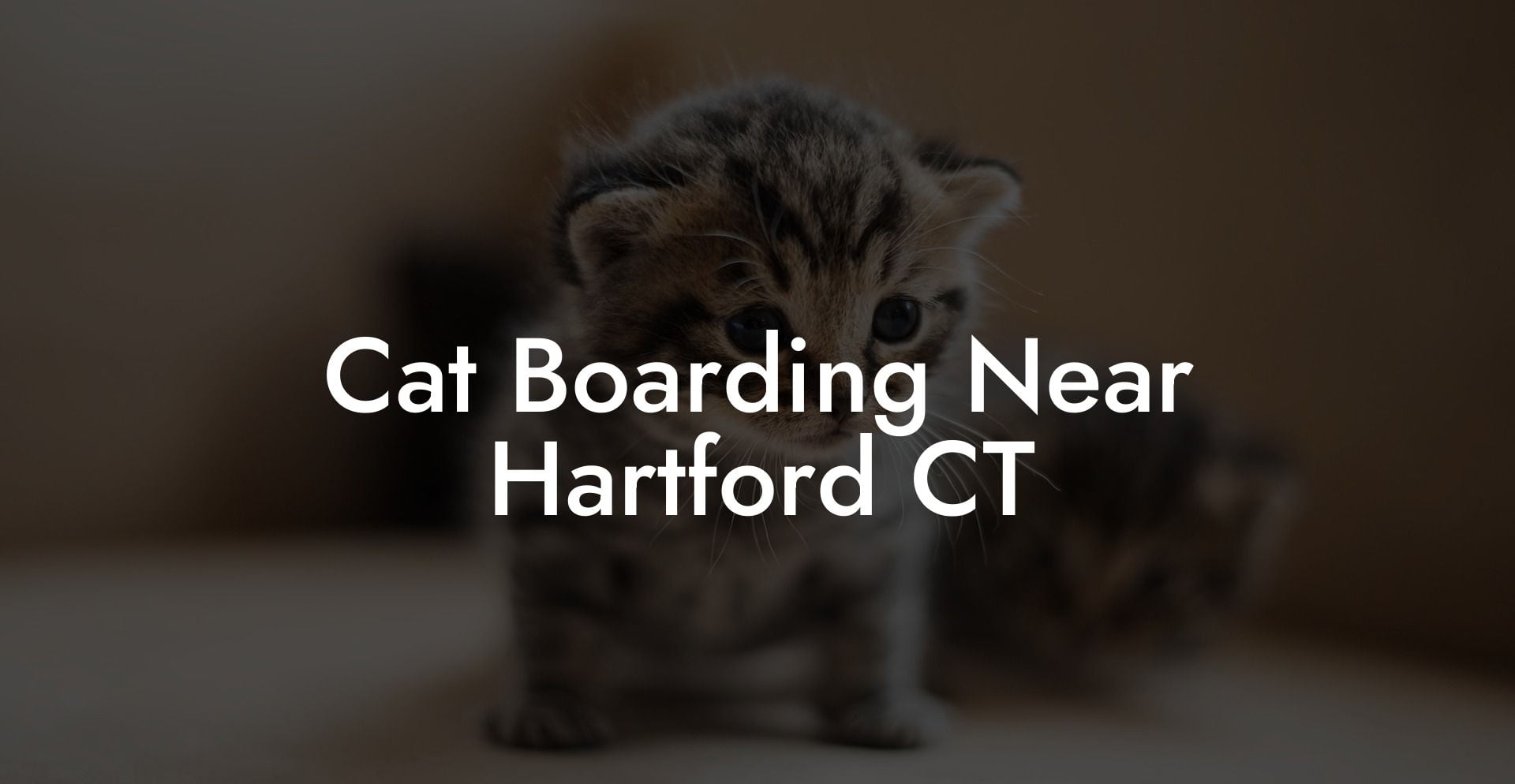 Cat Boarding Near Hartford CT
