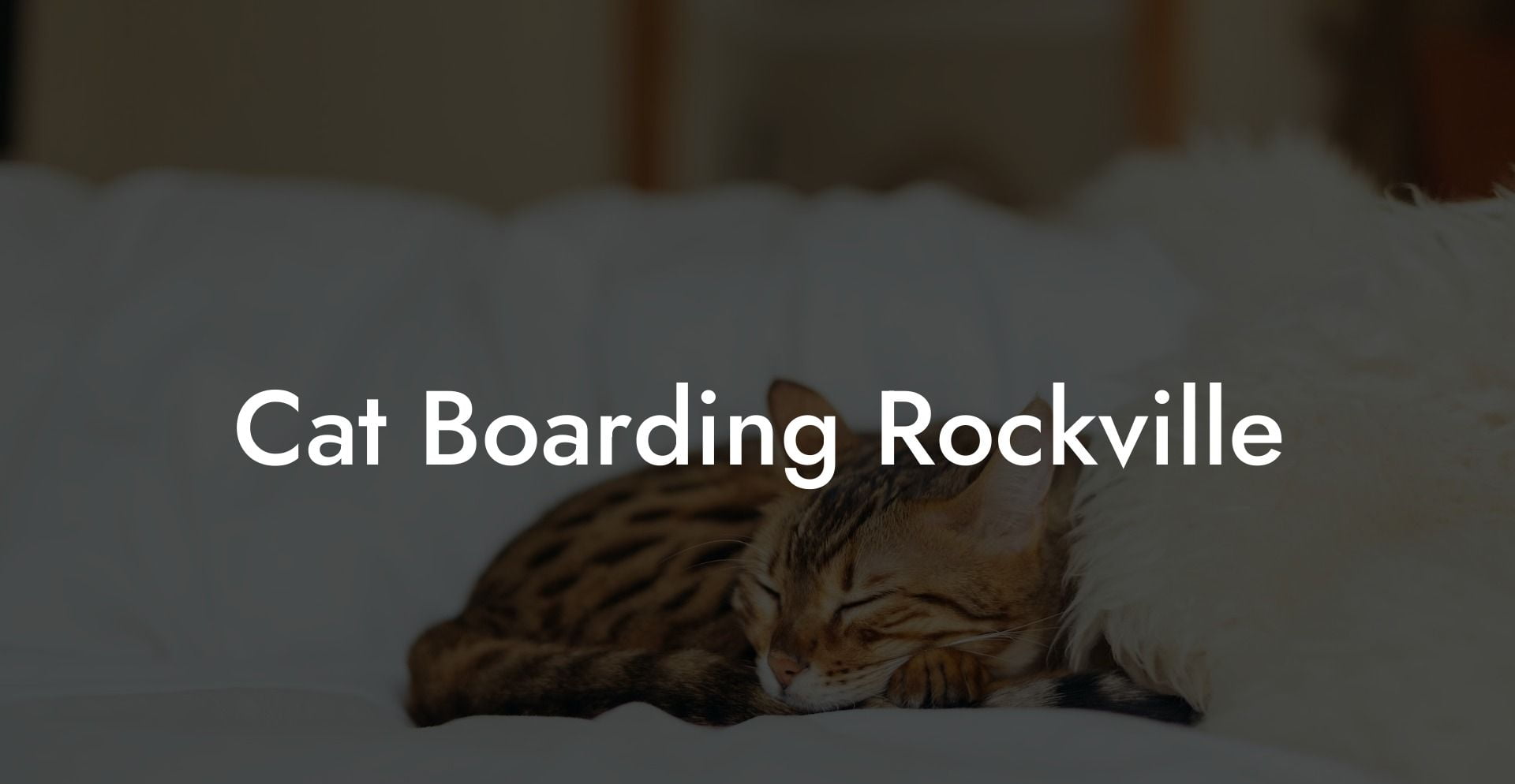 Cat Boarding Rockville
