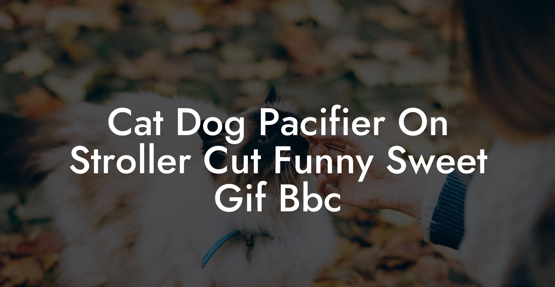 Cat Dog Pacifier On Stroller Cut Funny Sweet Gif Bbc