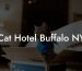 Cat Hotel Buffalo NY
