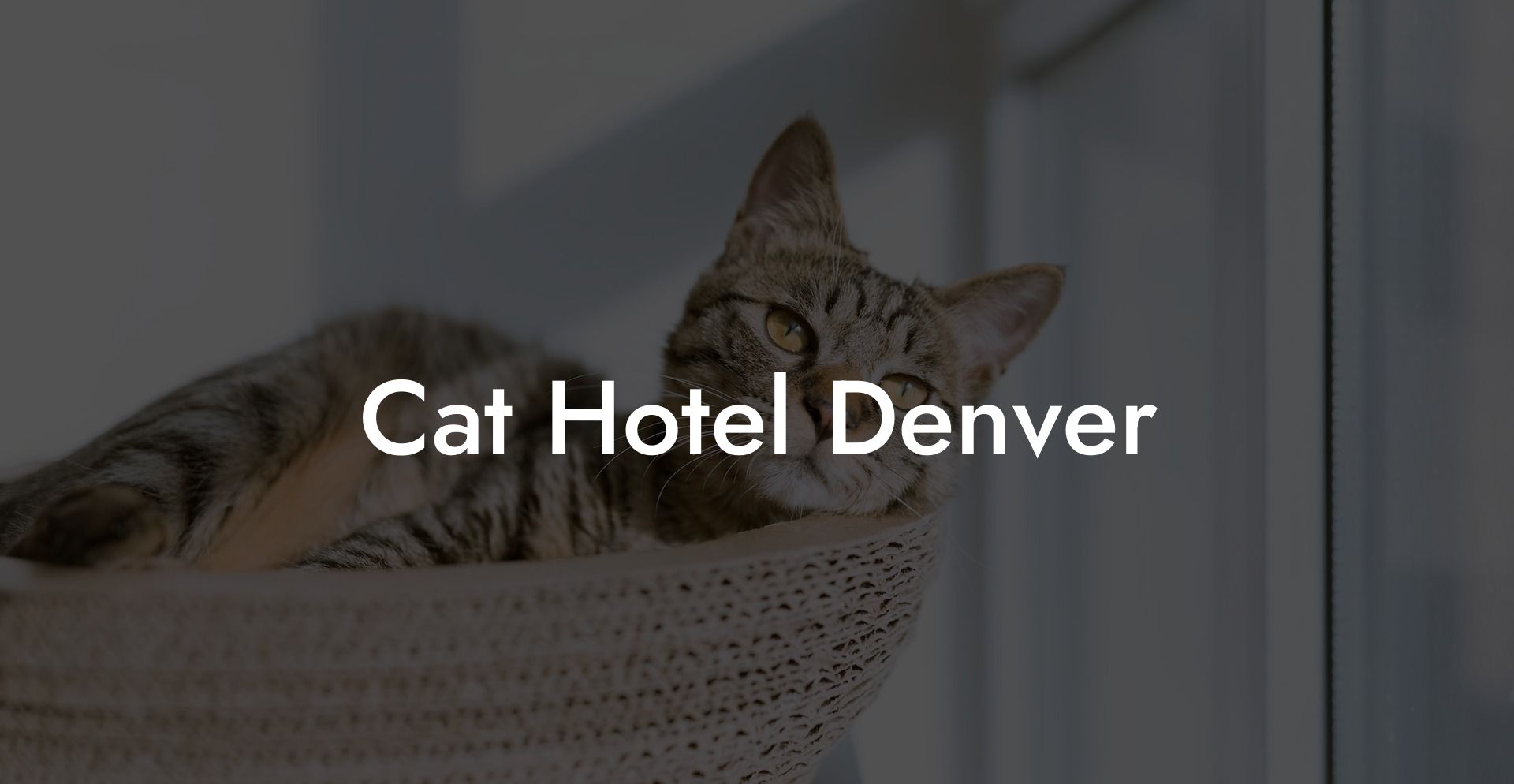 Cat Hotel Denver My Cat Hotels 