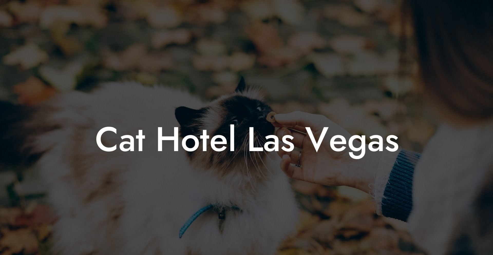 Cat Hotel Las Vegas