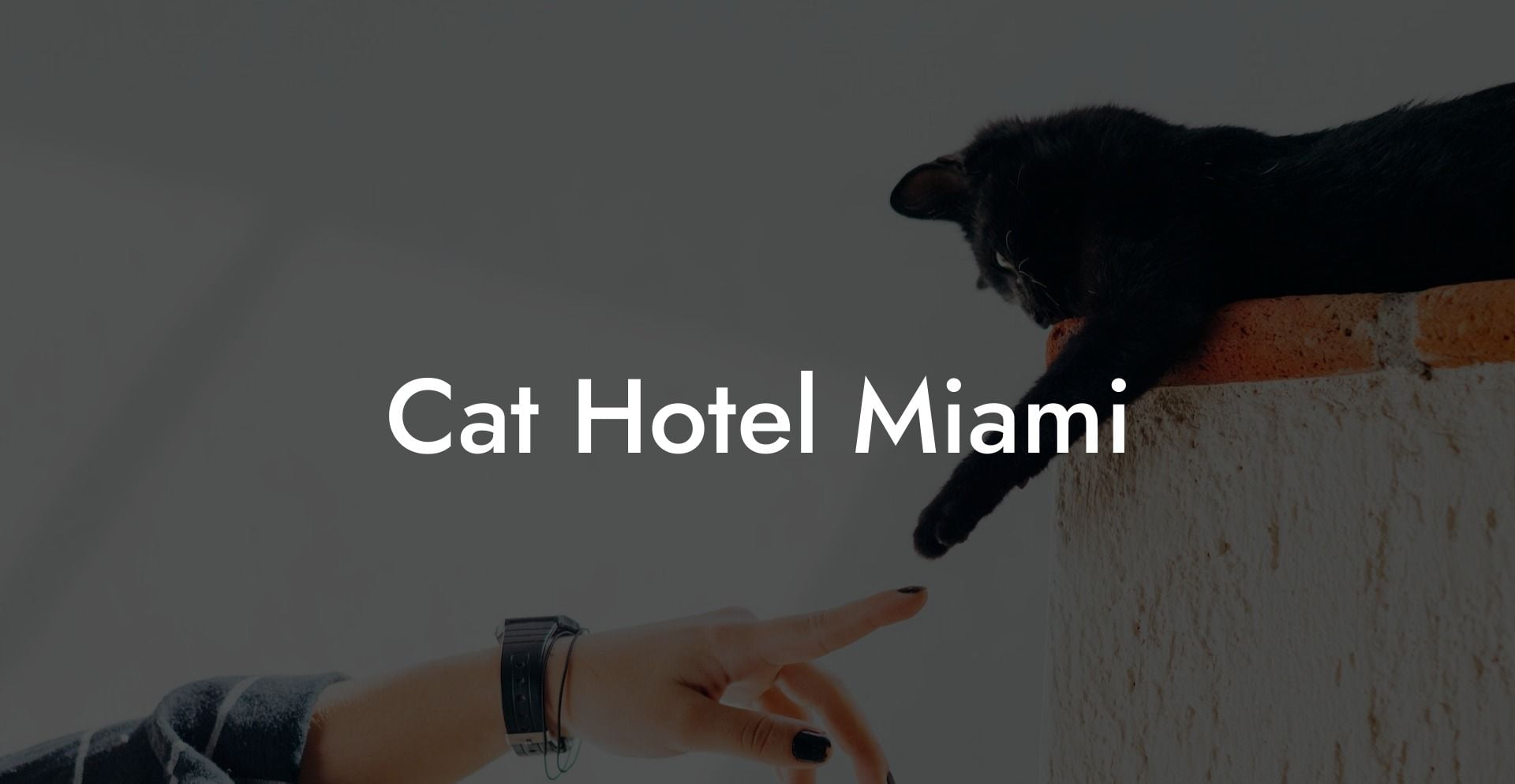 Cat Hotel Miami
