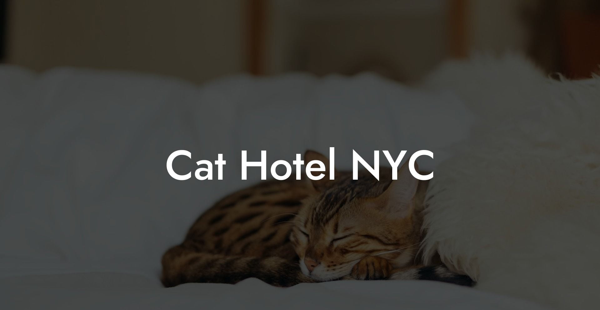 Cat Hotel NYC