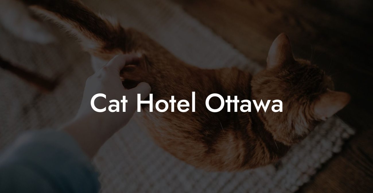 Cat Hotel Ottawa