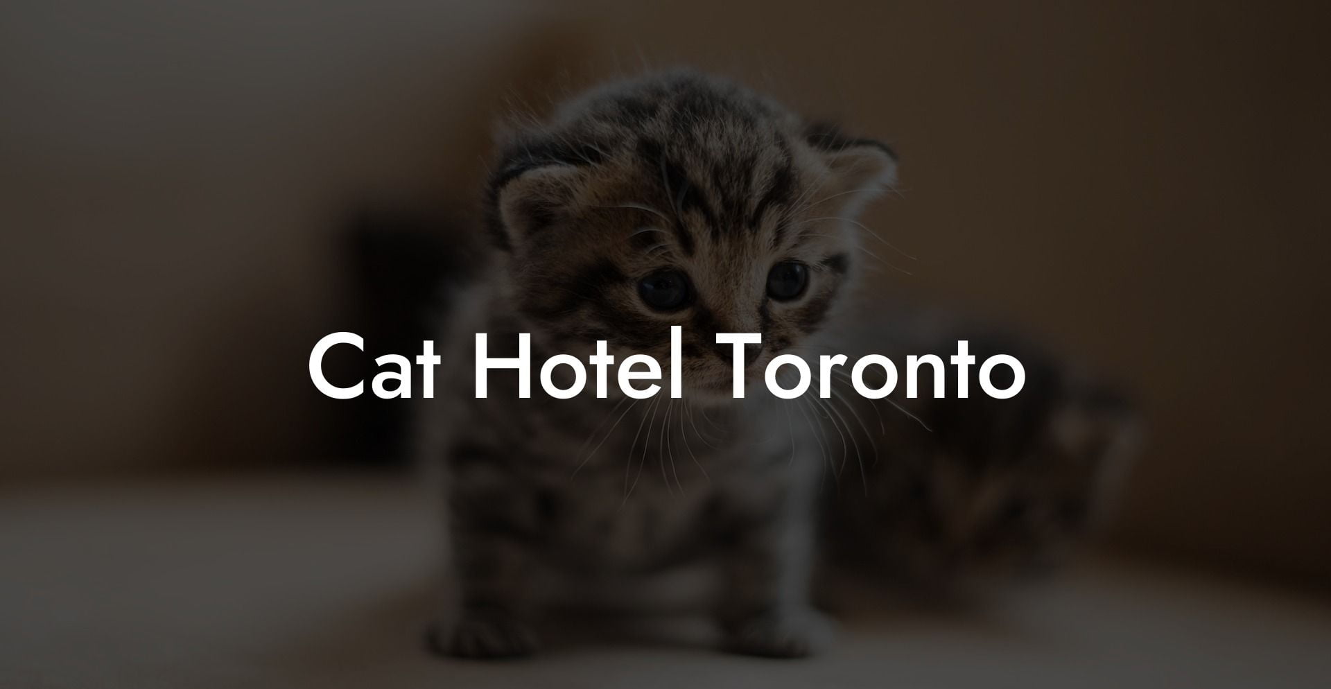 Cat Hotel Toronto