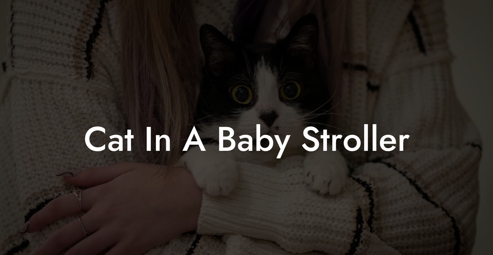 Cat In A Baby Stroller