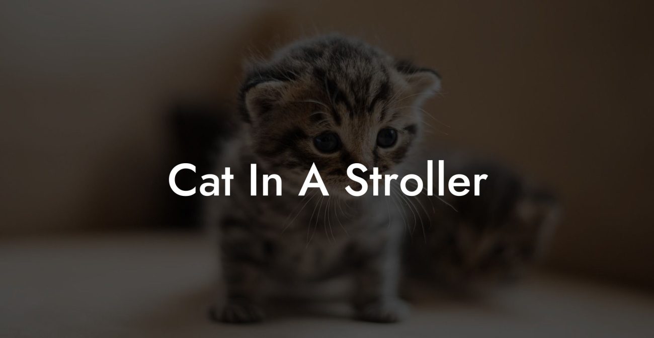 Cat In A Stroller