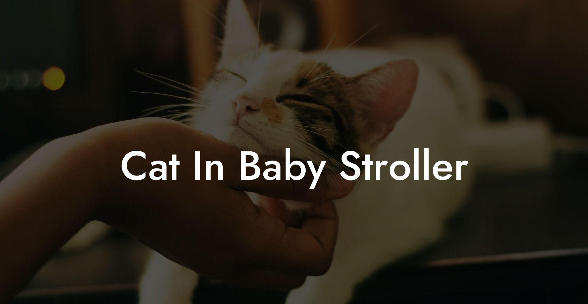 Cat In Baby Stroller