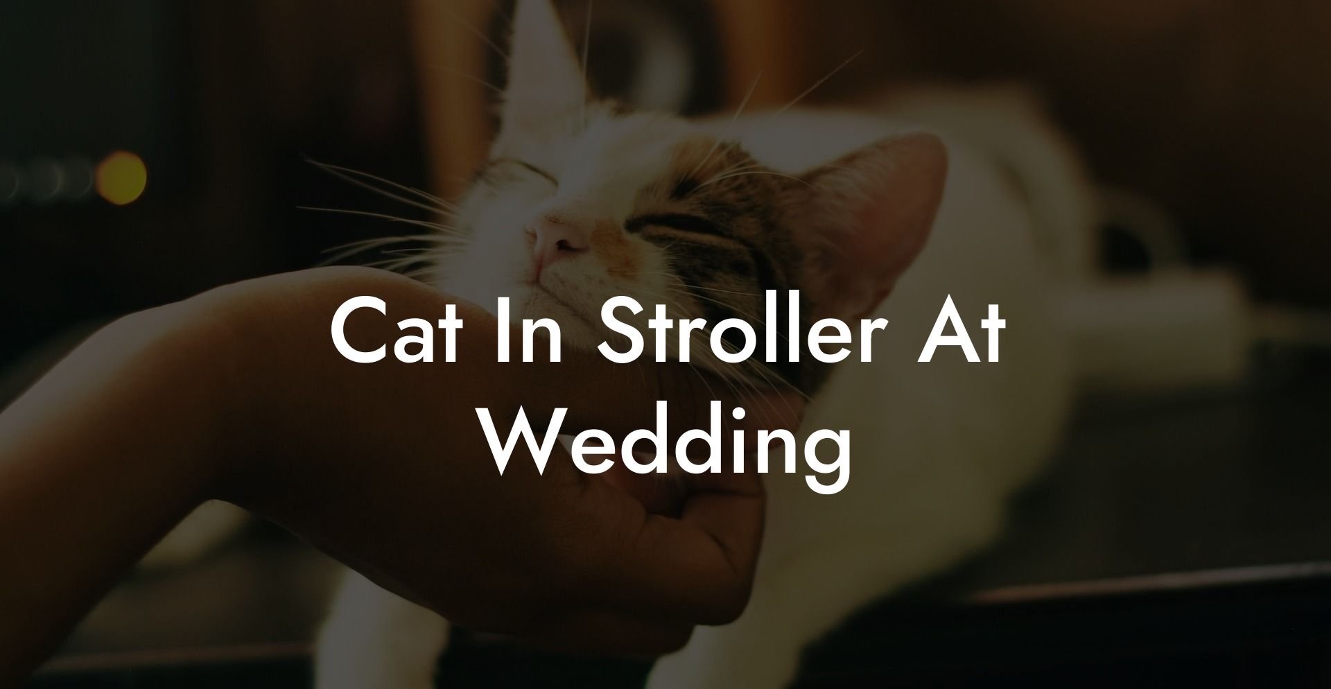 Cat In Stroller At Wedding