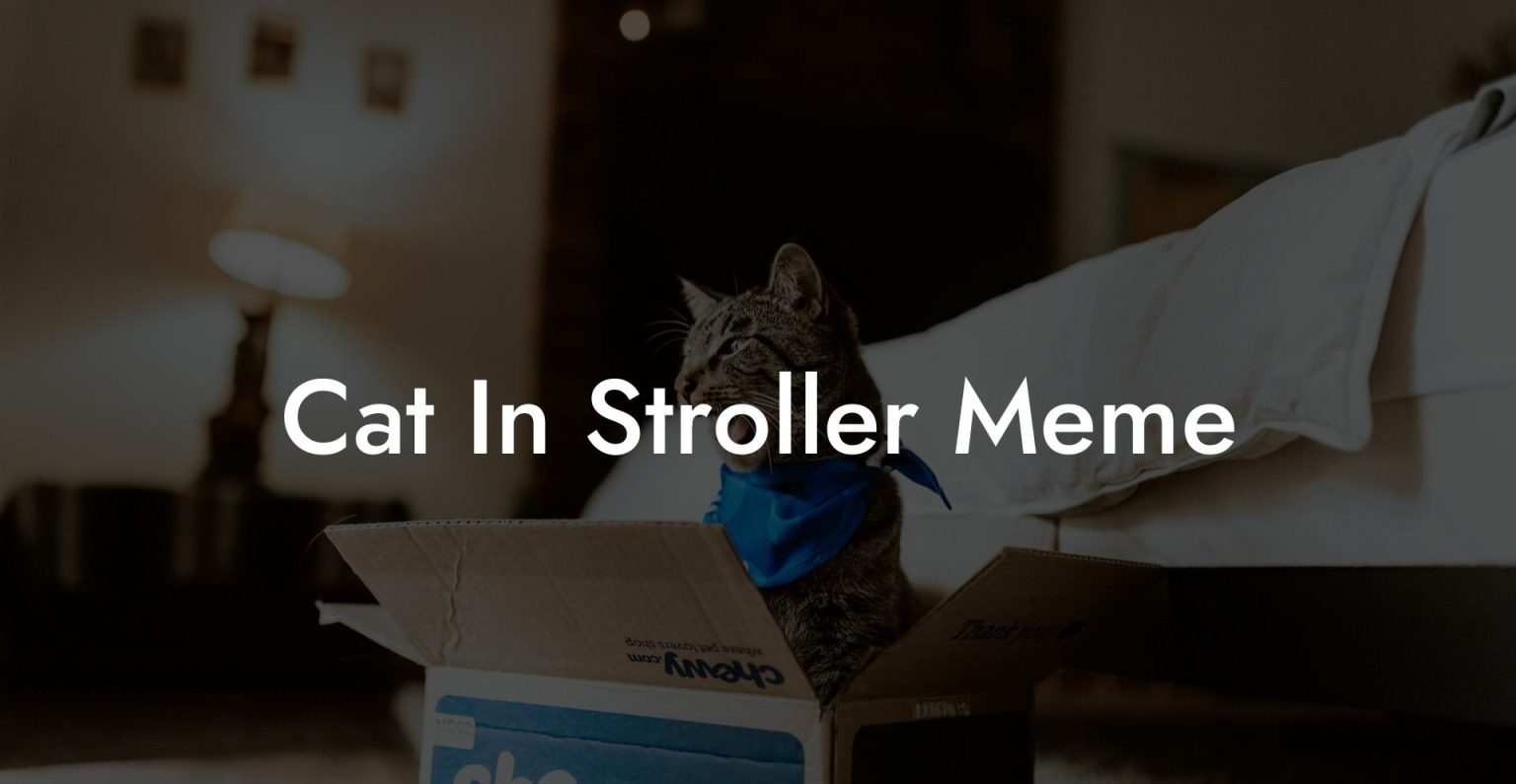 Cat In Stroller Meme Cat Hotels