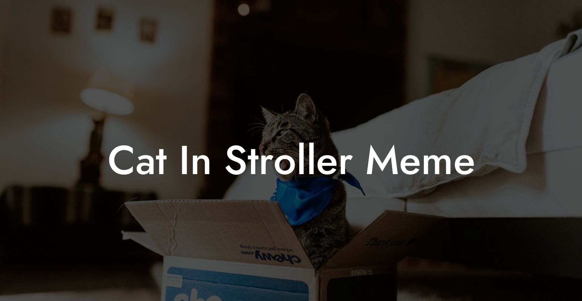Cat In Stroller Meme