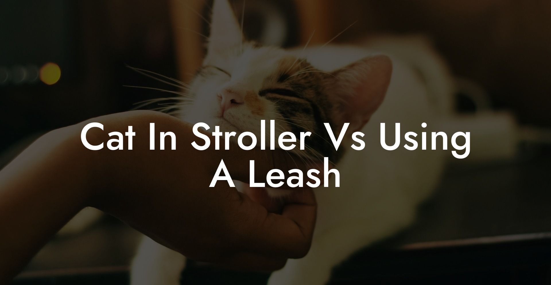 Cat In Stroller Vs Using A Leash