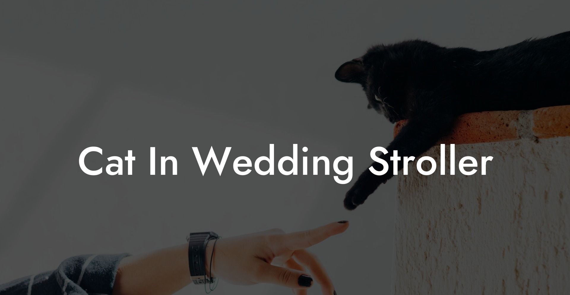Cat In Wedding Stroller