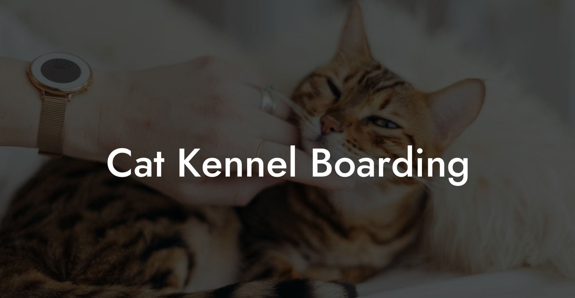 Cat Kennel Boarding