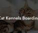 Cat Kennels Boarding
