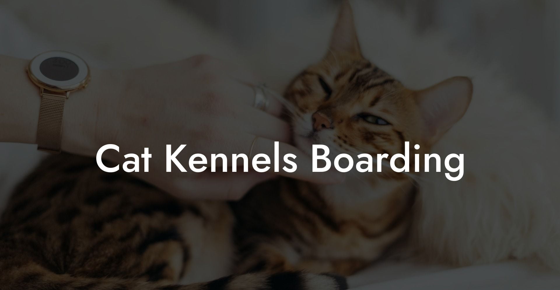 Cat Kennels Boarding