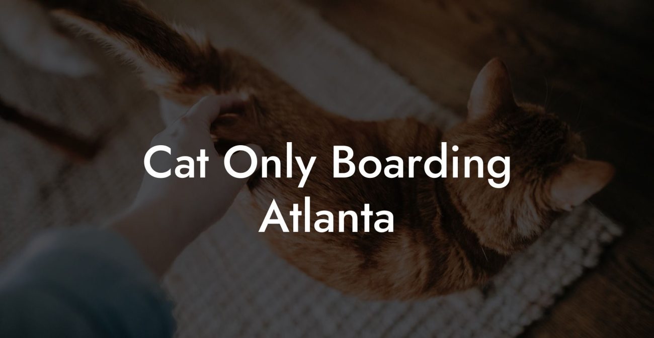 Cat Only Boarding Atlanta