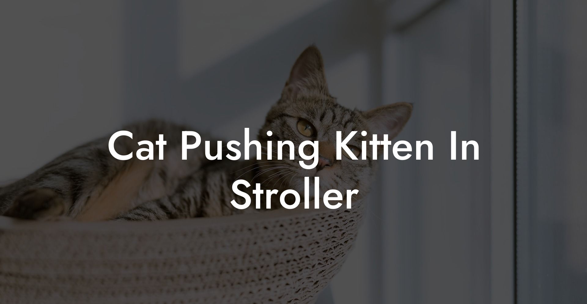 Cat Pushing Kitten In Stroller