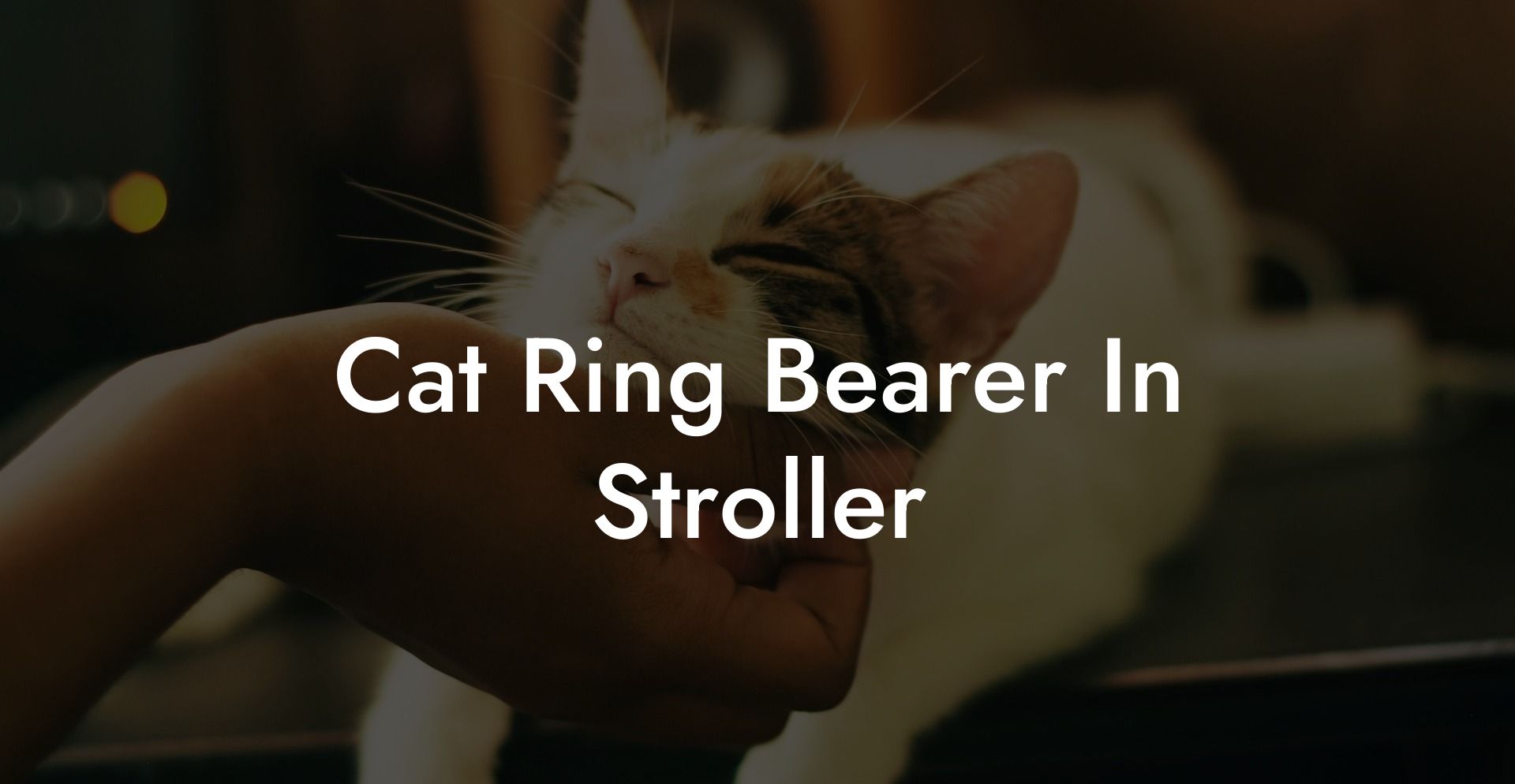 Cat Ring Bearer In Stroller