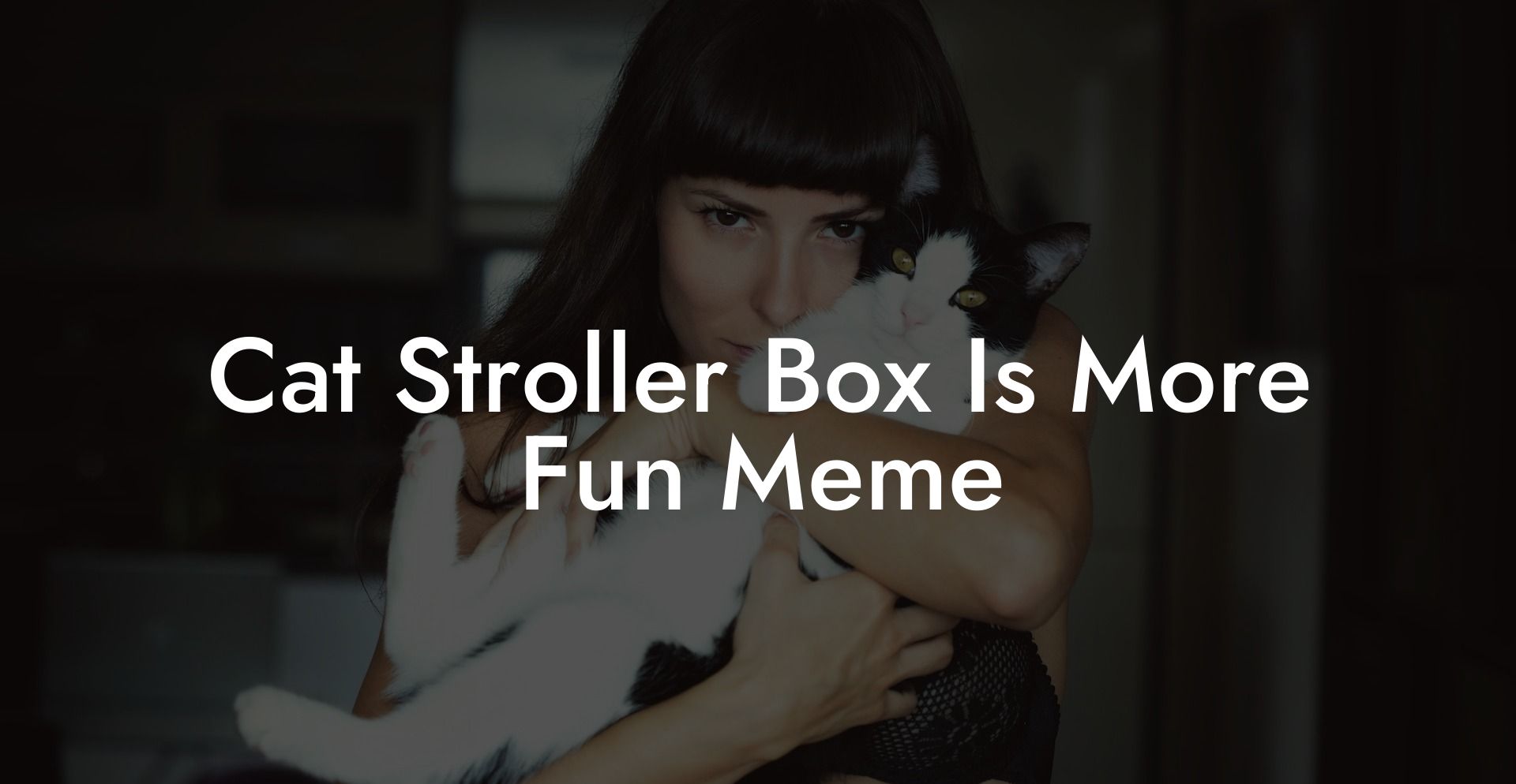 Cat Stroller Box Is More Fun Meme