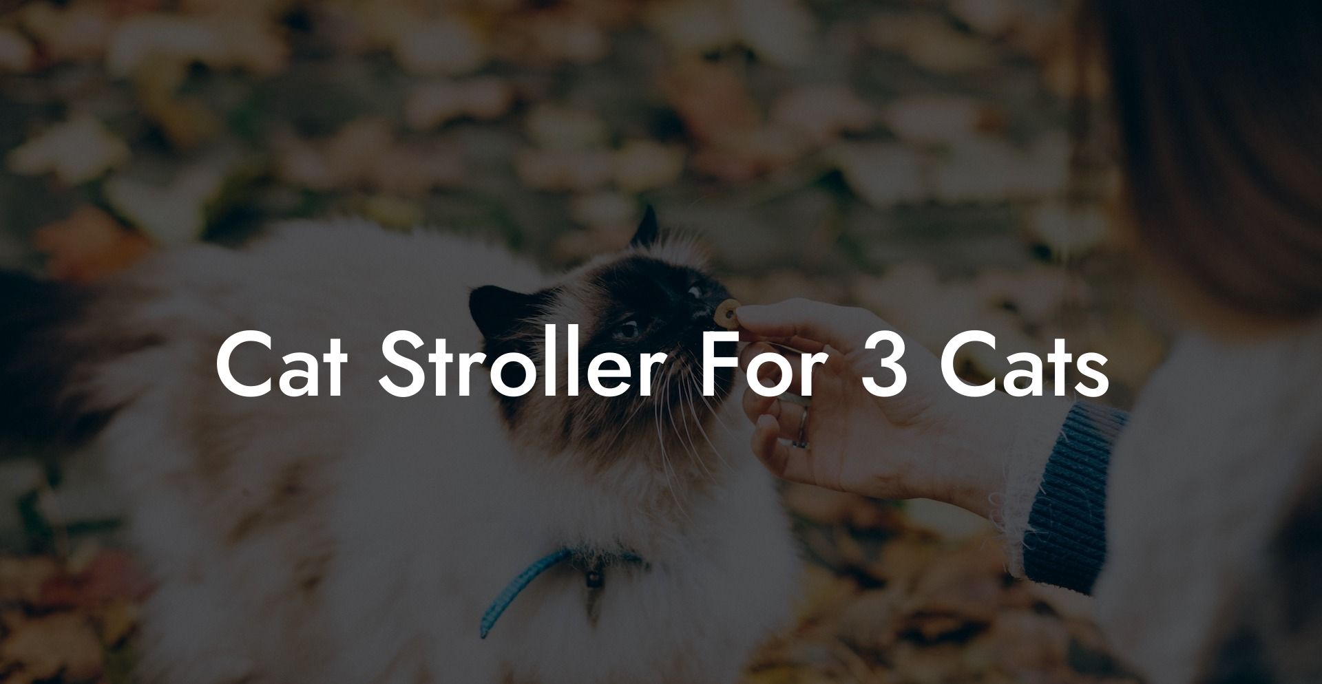 Cat Stroller For 3 Cats