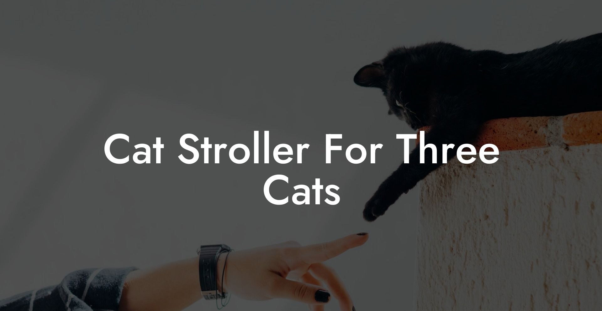 Cat Stroller For Three Cats