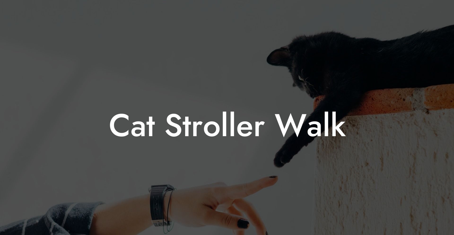 Cat Stroller Walk