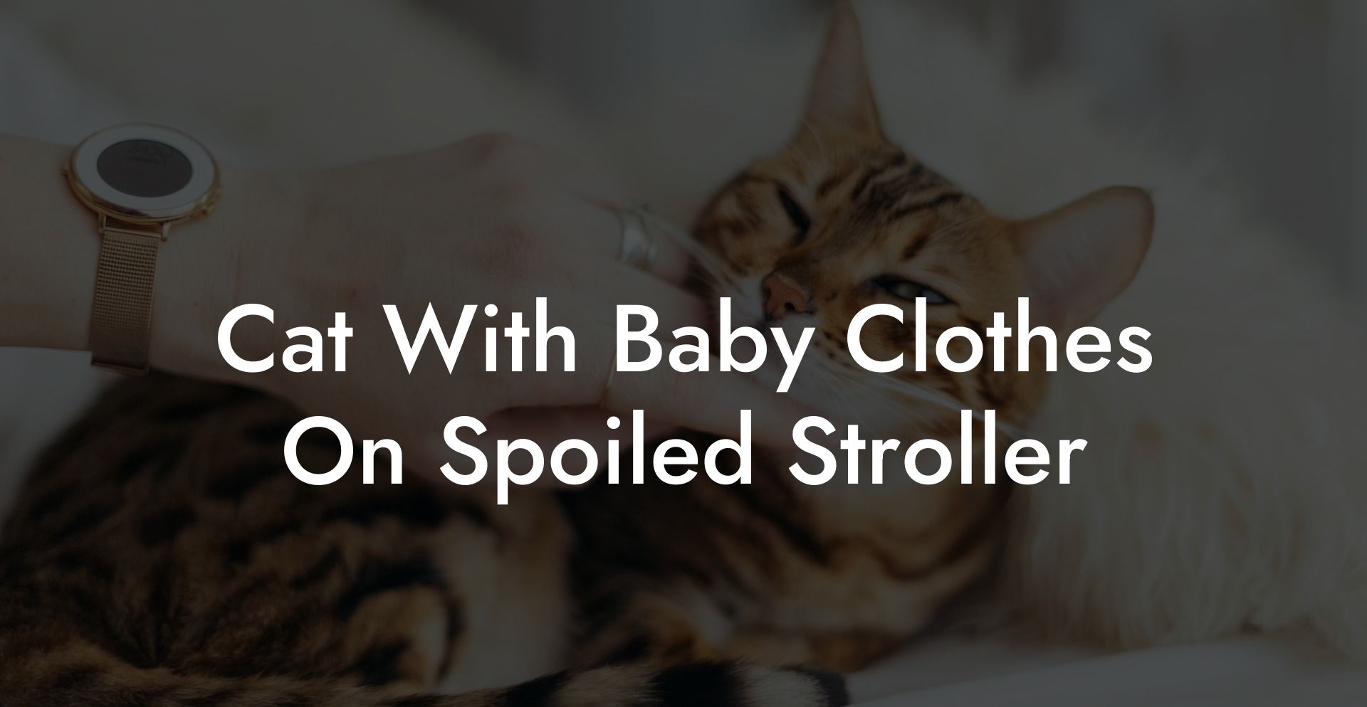 Cat With Baby Clothes On Spoiled Stroller