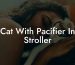Cat With Pacifier In Stroller