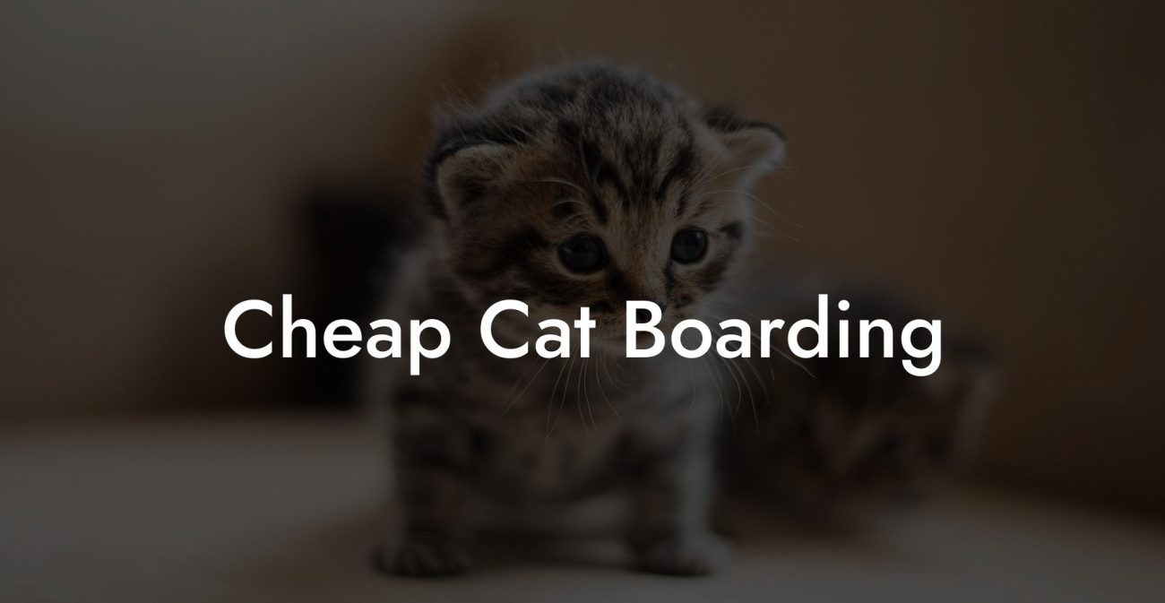 Cheap Cat Boarding