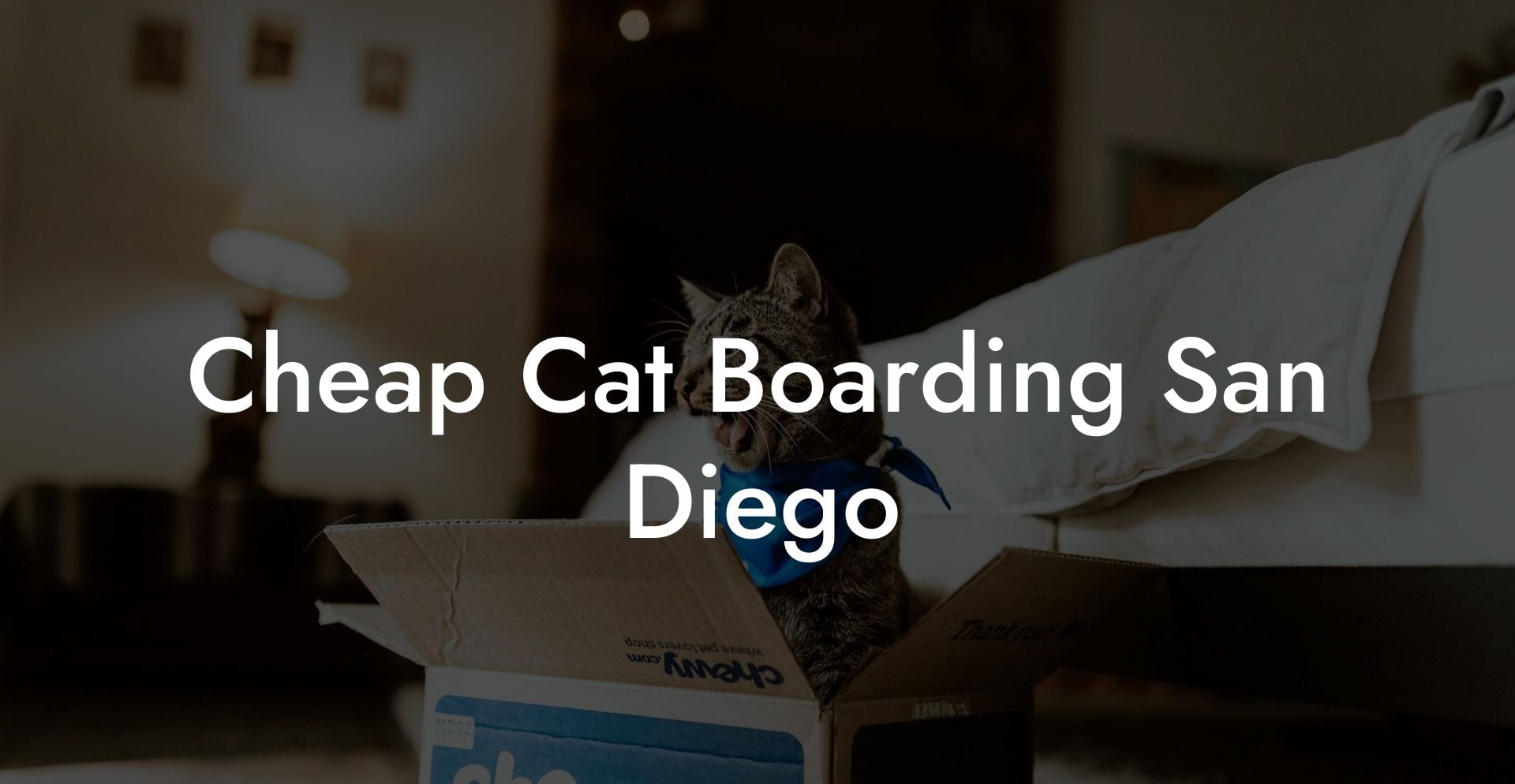 Cheap Cat Boarding San Diego